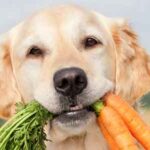 gezonde hondenvoeding